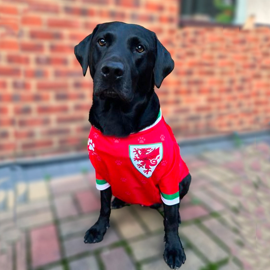Wales Football Official Pet Jersey and Bandana