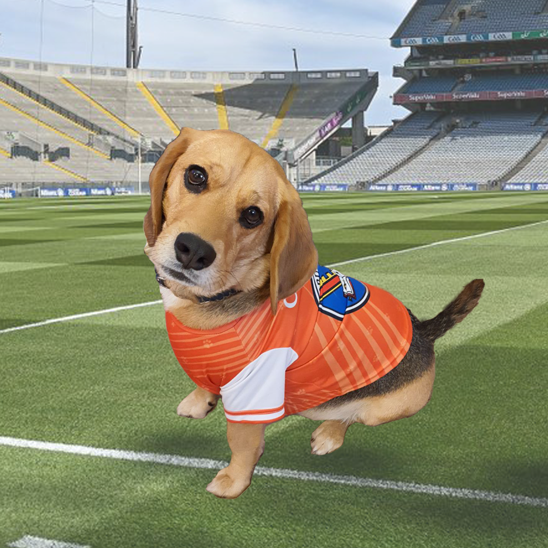 Broncos sales dog jersey